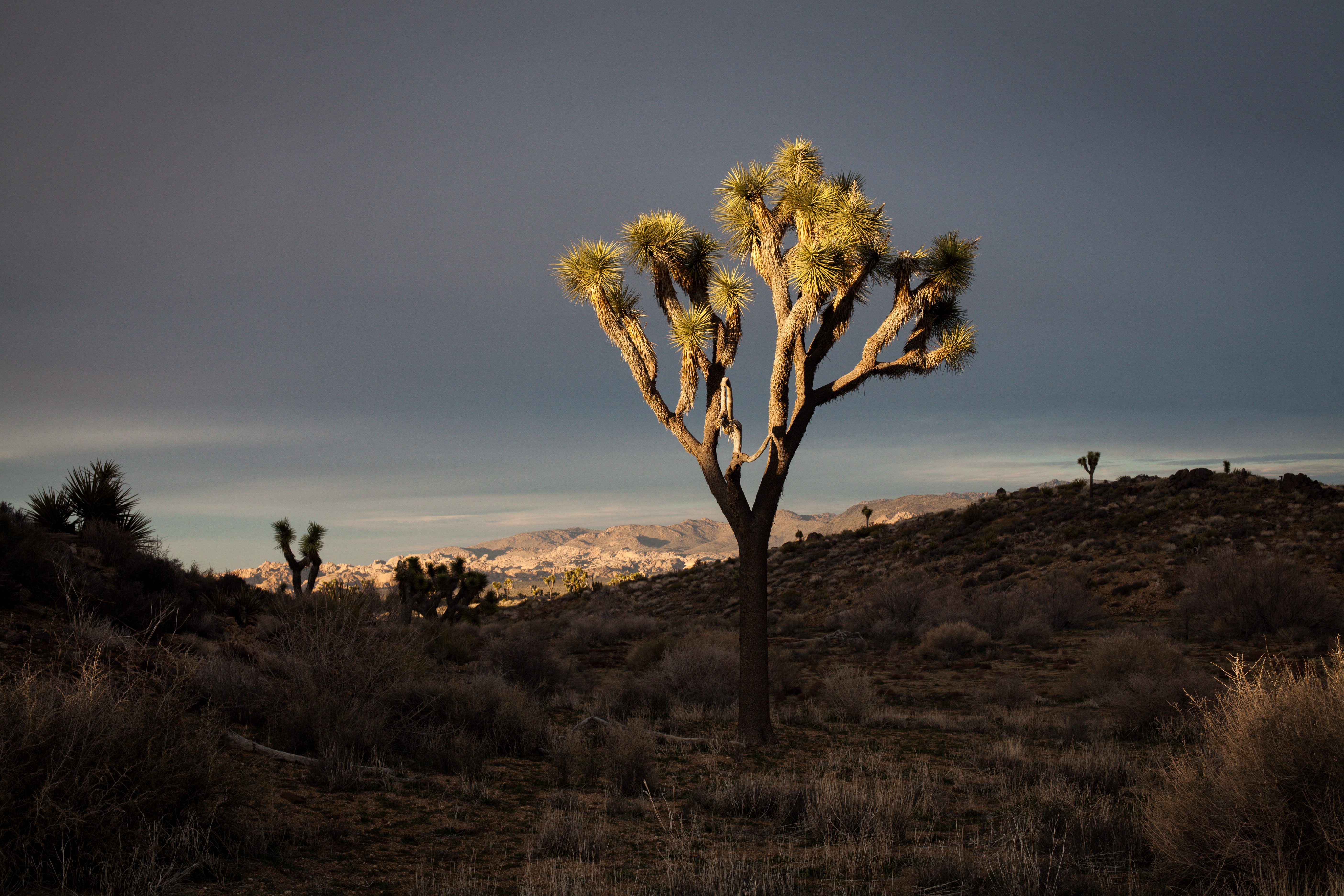 Free download high resolution image - free image free photo free stock image public domain picture -Boulders and Joshua Trees in Joshua Tree National Park