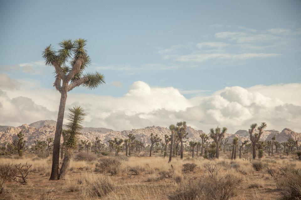 Free download high resolution image - free image free photo free stock image public domain picture  Boulders and Joshua Trees in Joshua Tree National Park