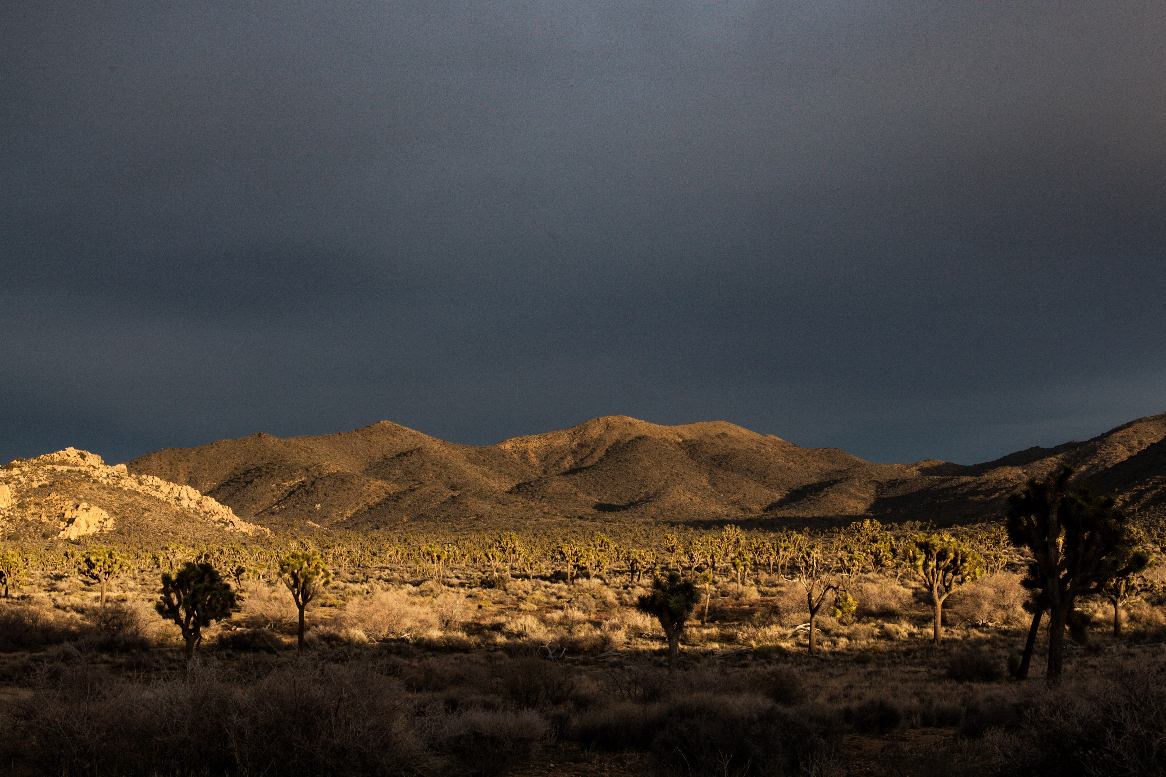 Free download high resolution image - free image free photo free stock image public domain picture -Boulders and Joshua Trees in Joshua Tree National Park