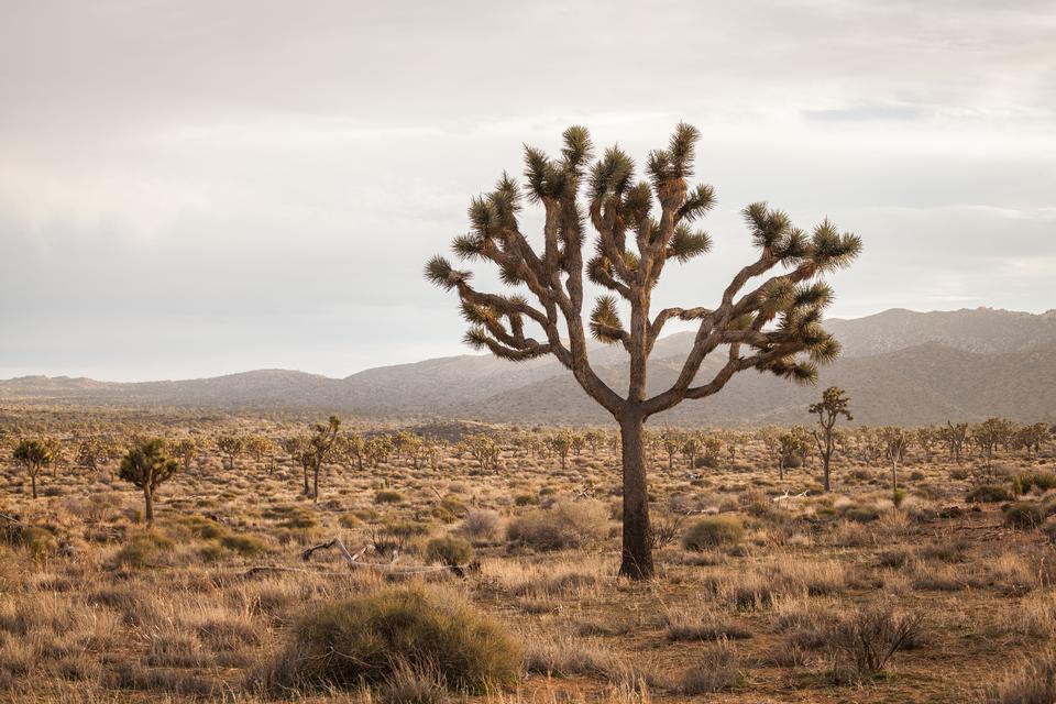 Free download high resolution image - free image free photo free stock image public domain picture  Boulders and Joshua Trees in Joshua Tree National Park