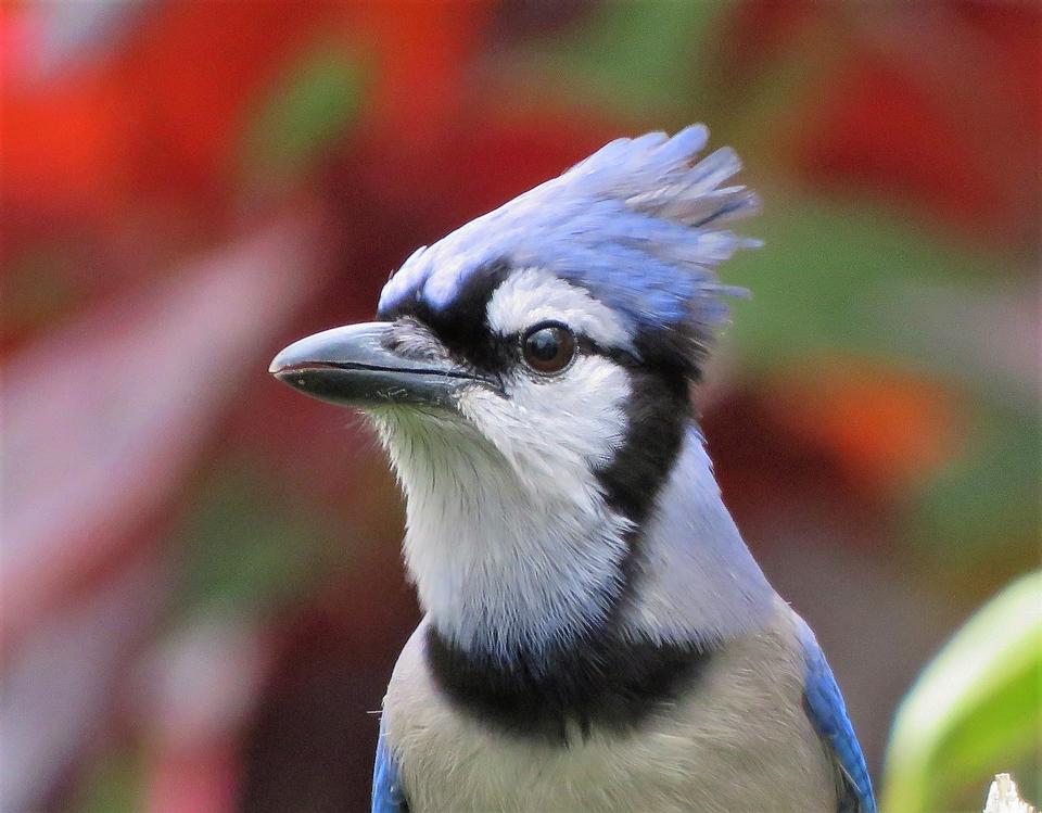 Free download high resolution image - free image free photo free stock image public domain picture  A Blue Jay perched on tree branch