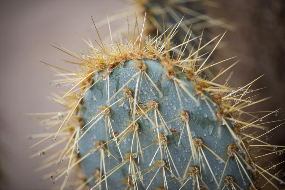 Free download high resolution image - free image free photo free stock image public domain picture  Prickly pear