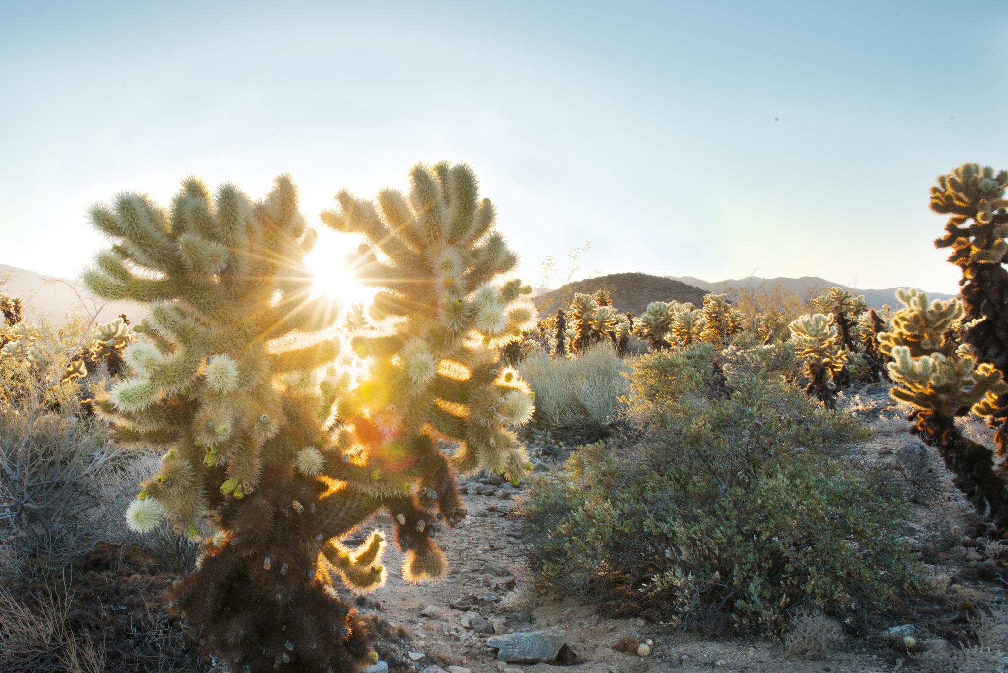 Free download high resolution image - free image free photo free stock image public domain picture -Sunset at Cholla Cactus Garden