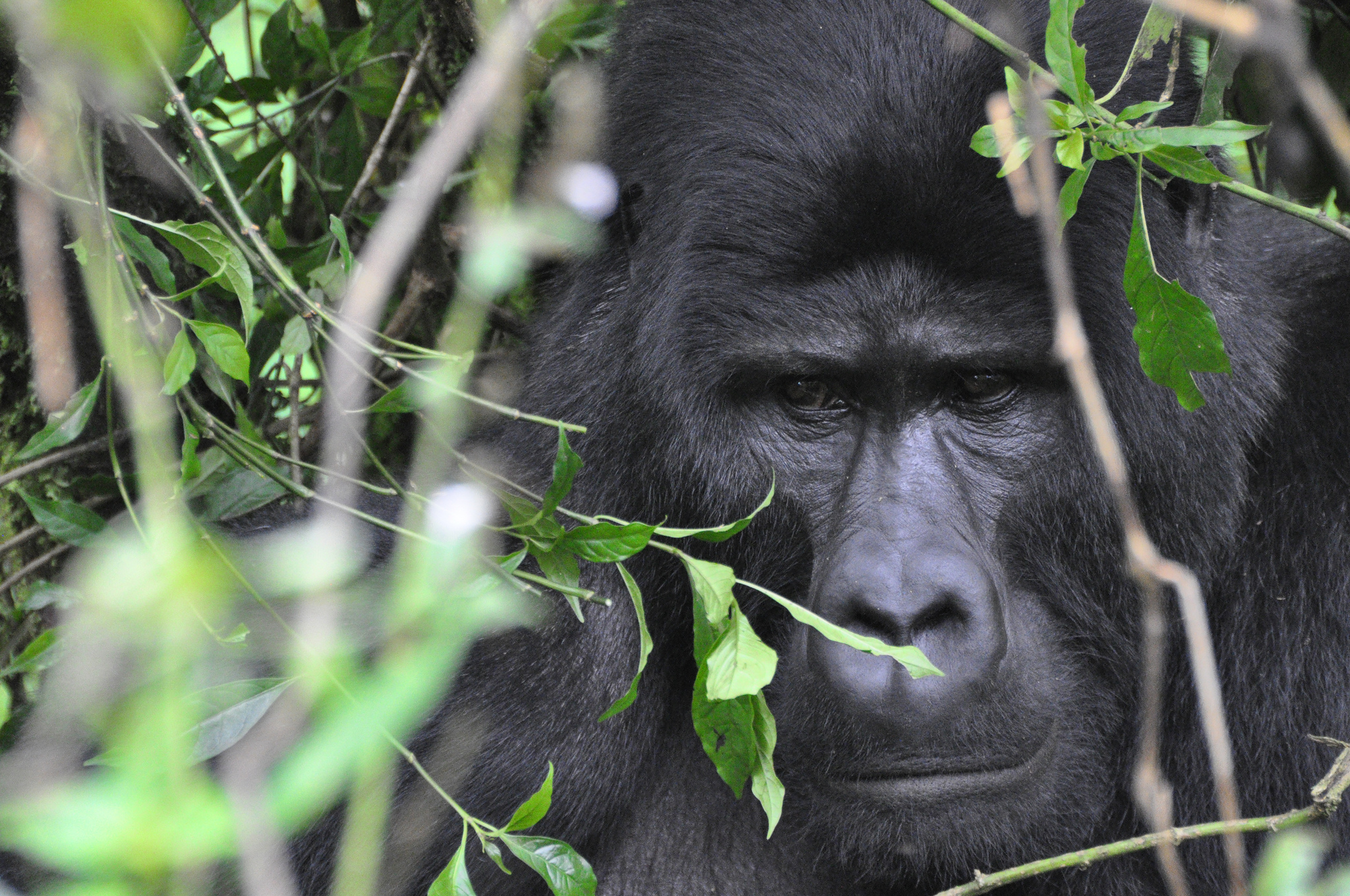 Free download high resolution image - free image free photo free stock image public domain picture -Uganda mountain gorilla