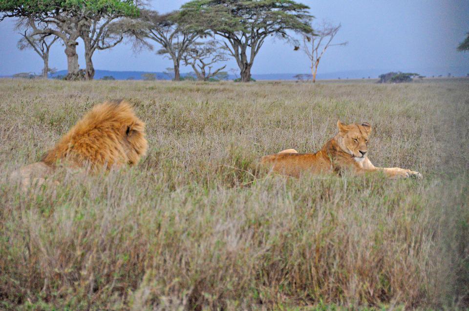 Free download high resolution image - free image free photo free stock image public domain picture  Masai Mara Lion