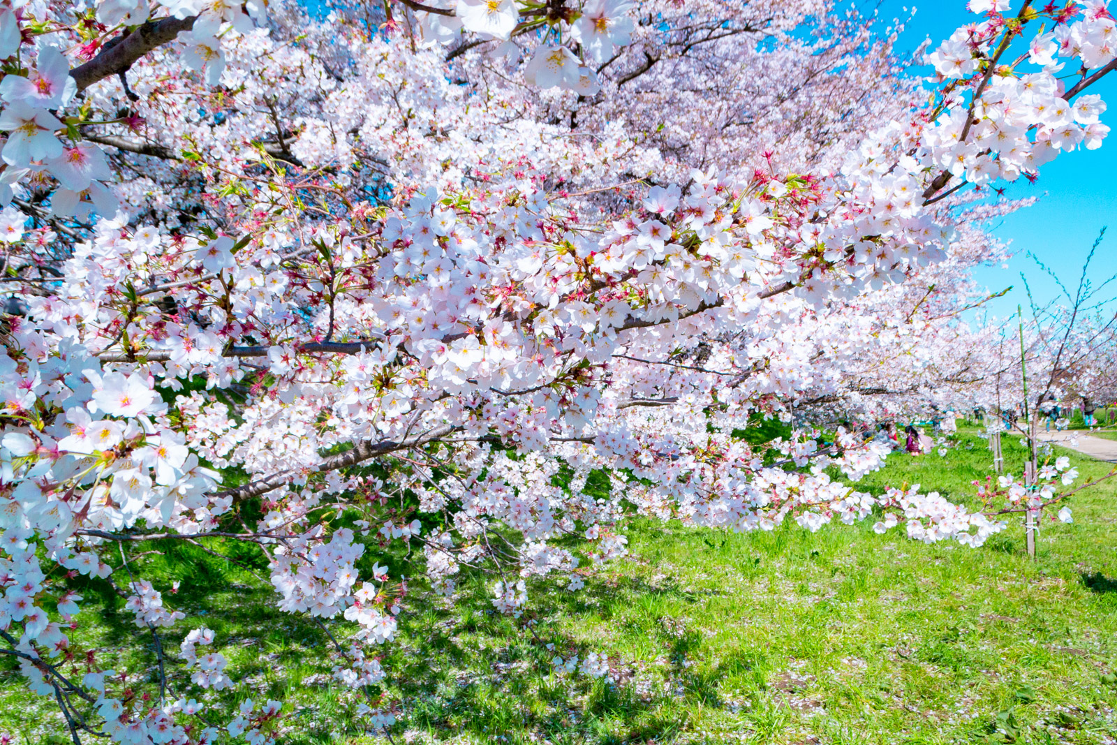 Free download high resolution image - free image free photo free stock image public domain picture -Cherry Blossom Sakura and Canola flower at Gongendo Park, Saitama