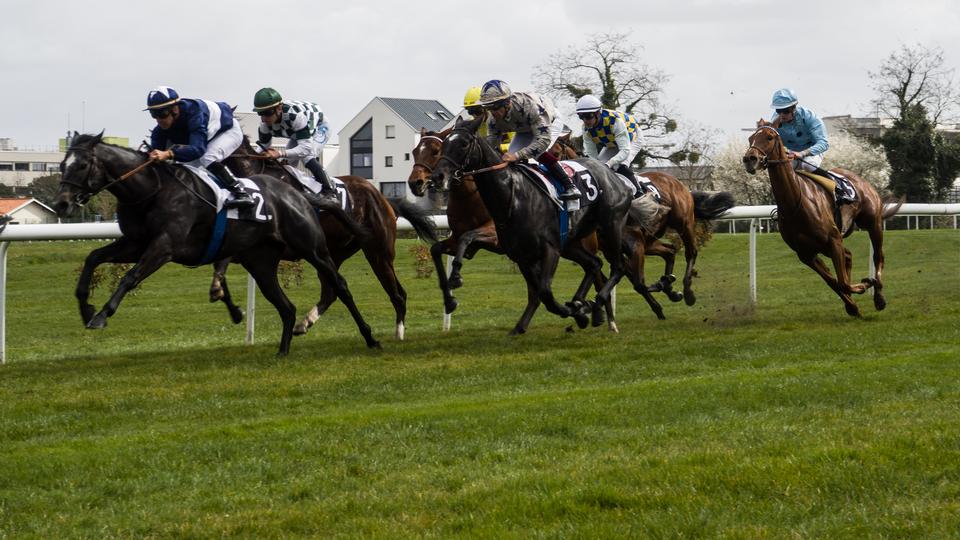 Free download high resolution image - free image free photo free stock image public domain picture  galloping race horses in racing competition