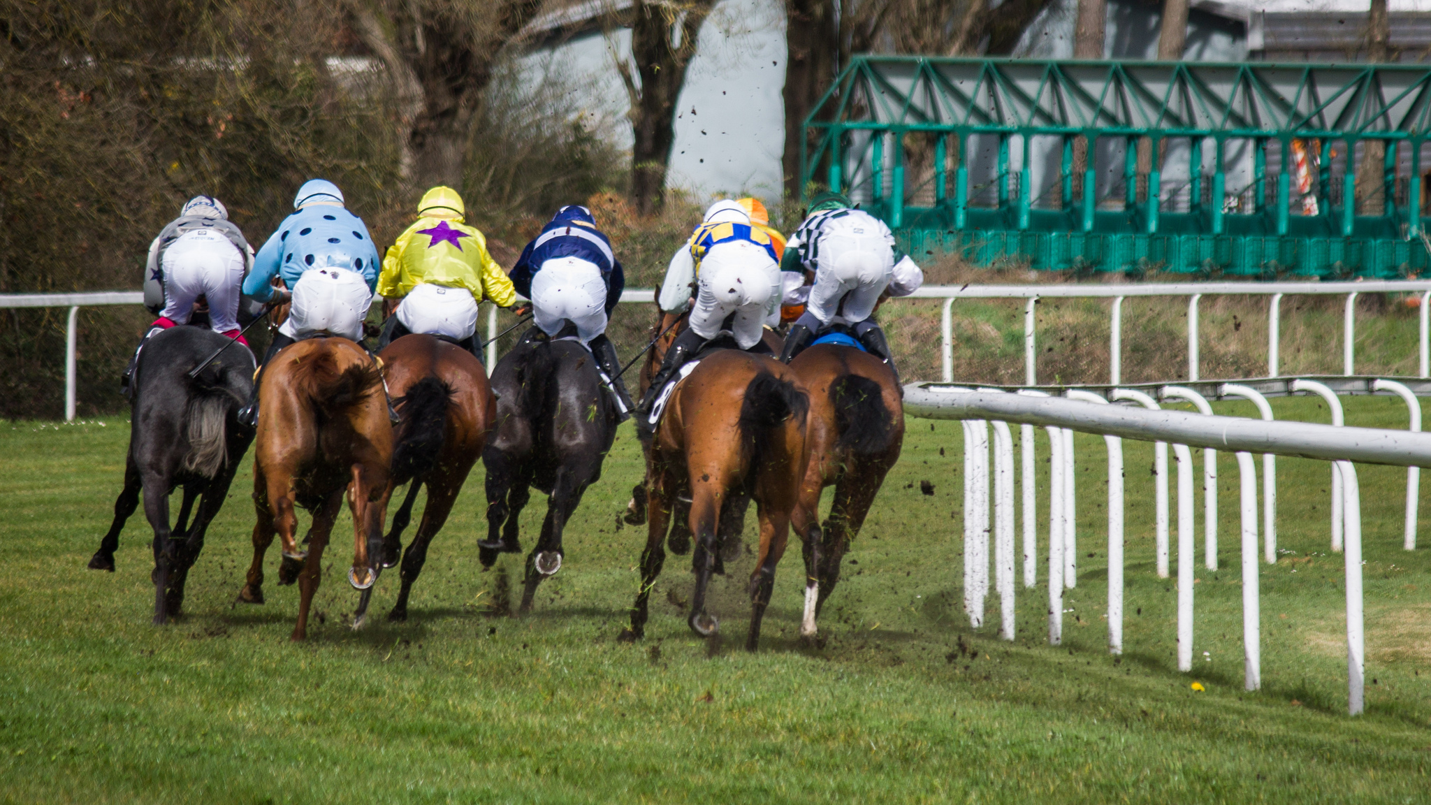 Free download high resolution image - free image free photo free stock image public domain picture -galloping race horses in racing competition