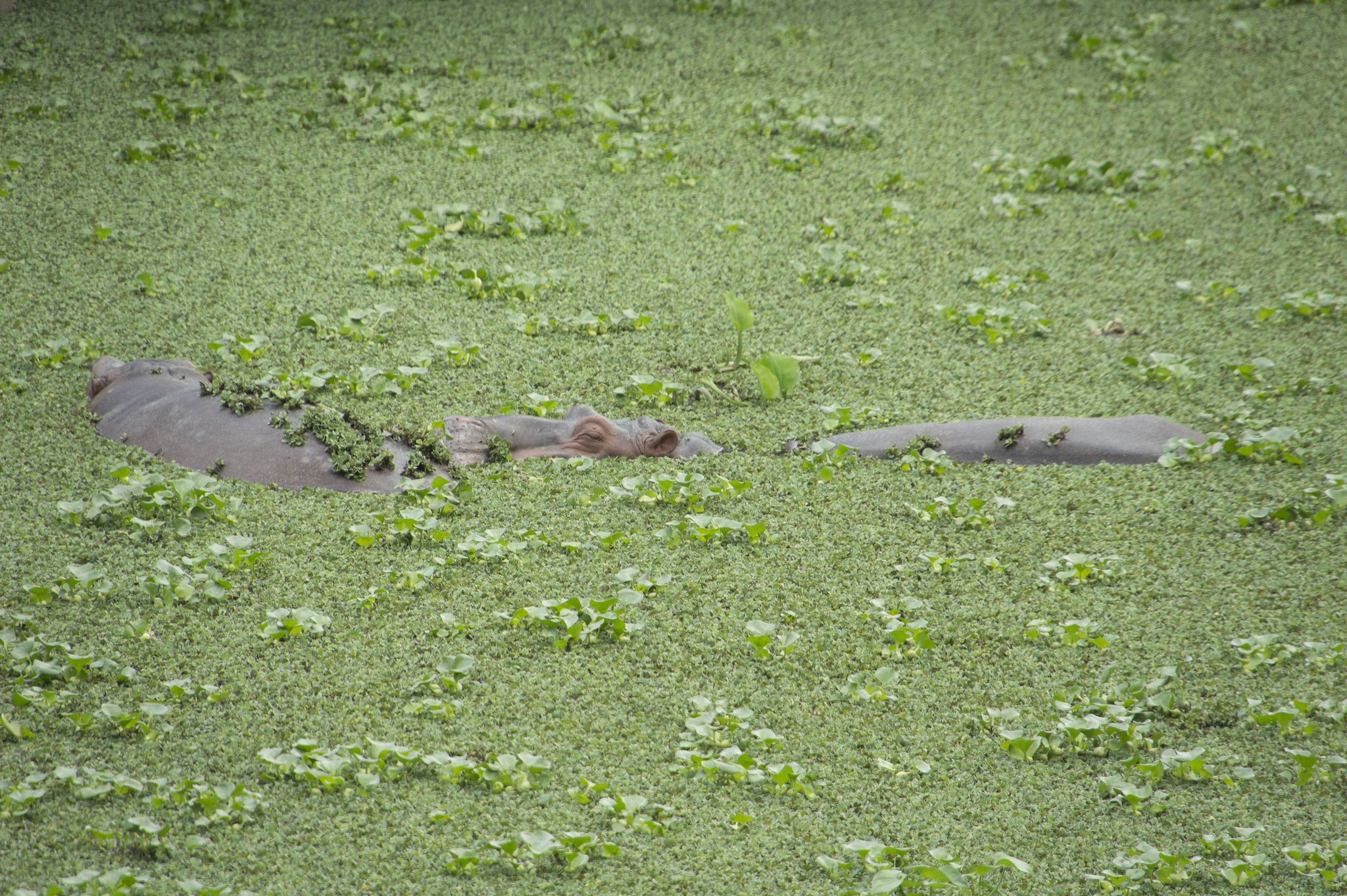 Free download high resolution image - free image free photo free stock image public domain picture -ADULT HIPPOPOTAMUS PARTIALLY SUBMERGED IN WATER POND