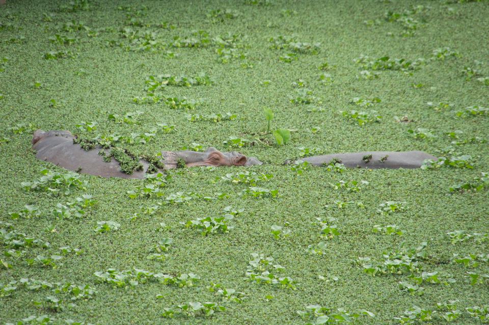 Free download high resolution image - free image free photo free stock image public domain picture  ADULT HIPPOPOTAMUS PARTIALLY SUBMERGED IN WATER POND