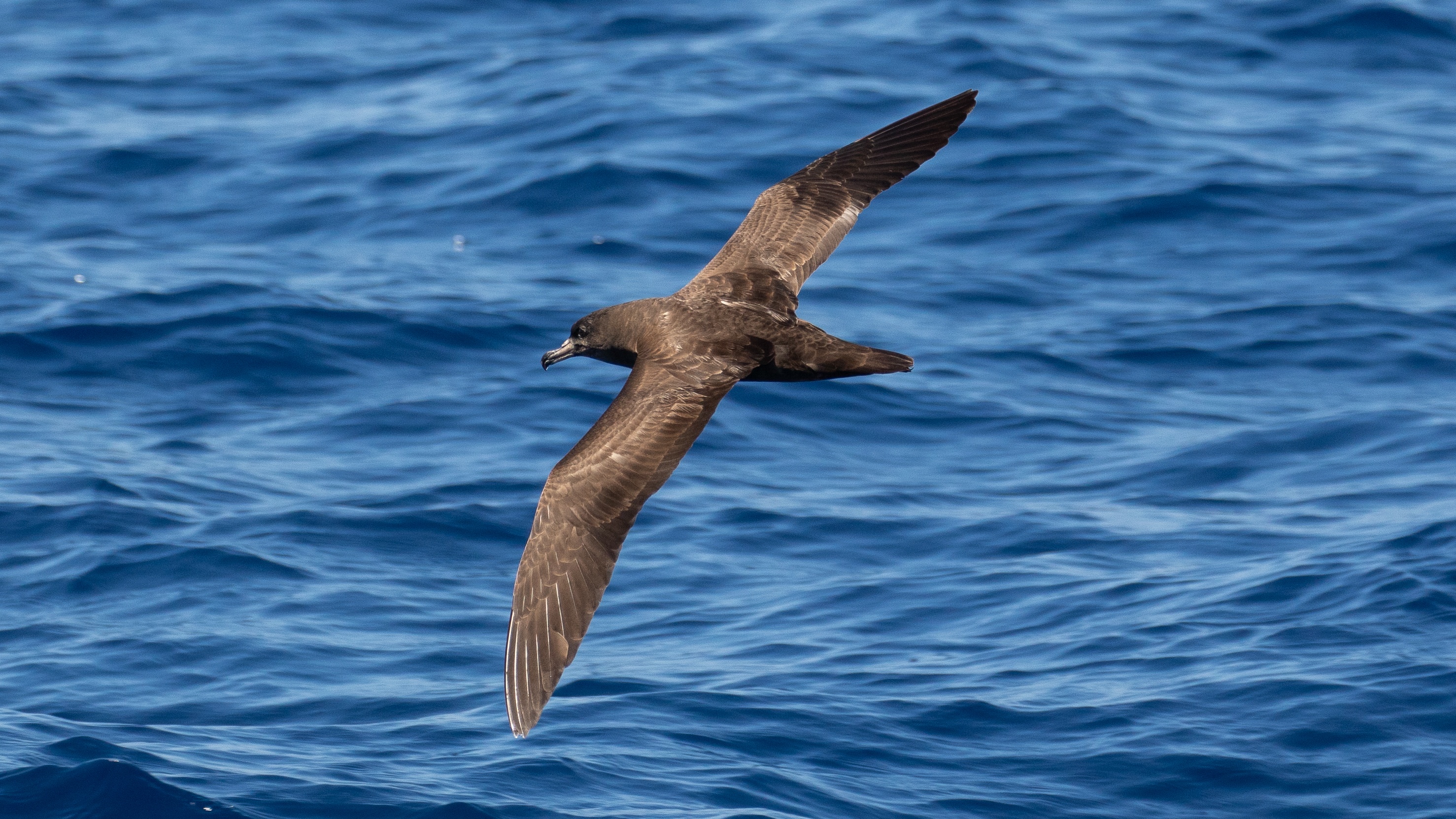 Free download high resolution image - free image free photo free stock image public domain picture -Flesh-footed Shearwater Ardenna carneipes in flight at sea