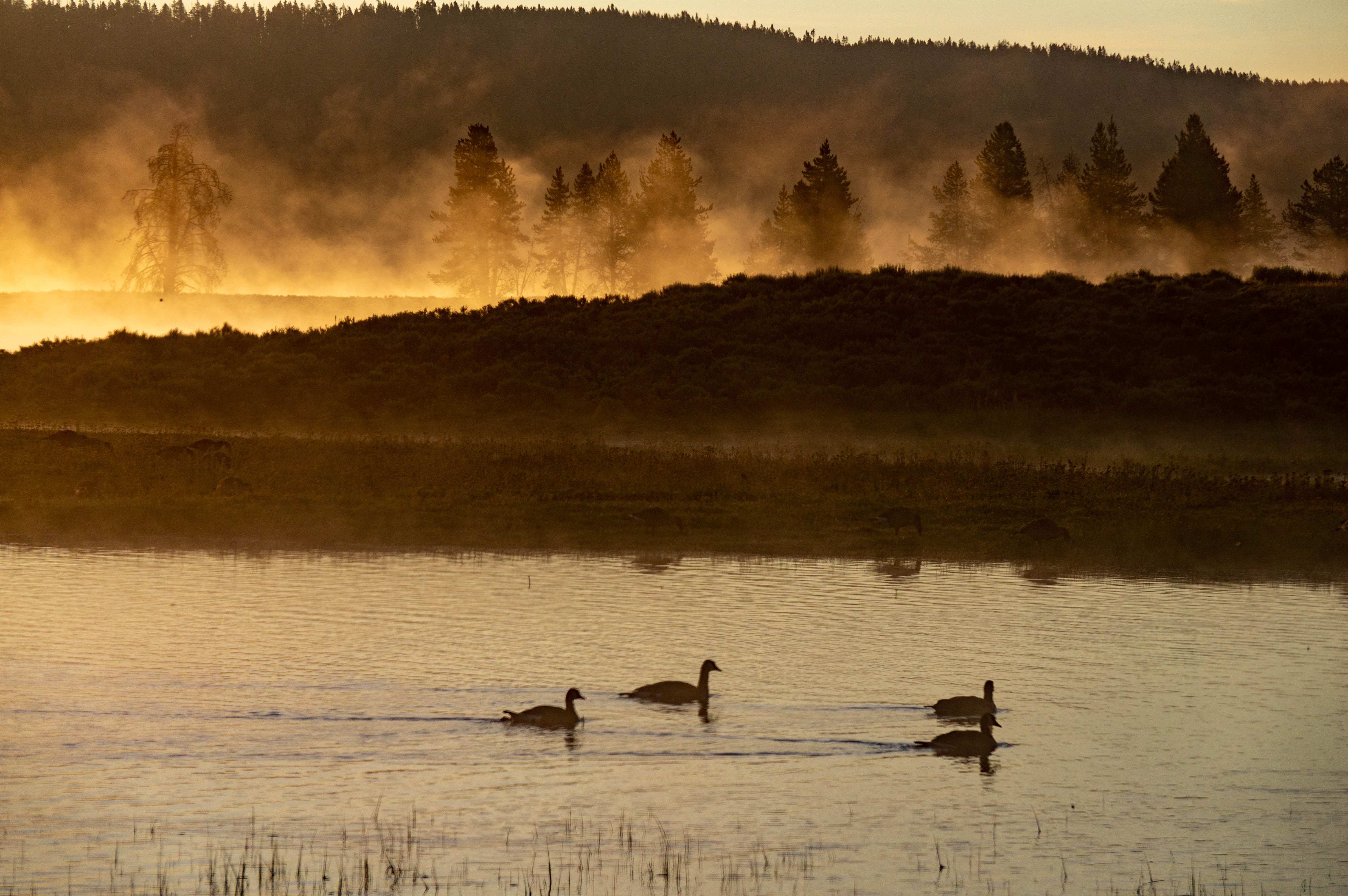 Free download high resolution image - free image free photo free stock image public domain picture -Ducks, Yellowstone National Park