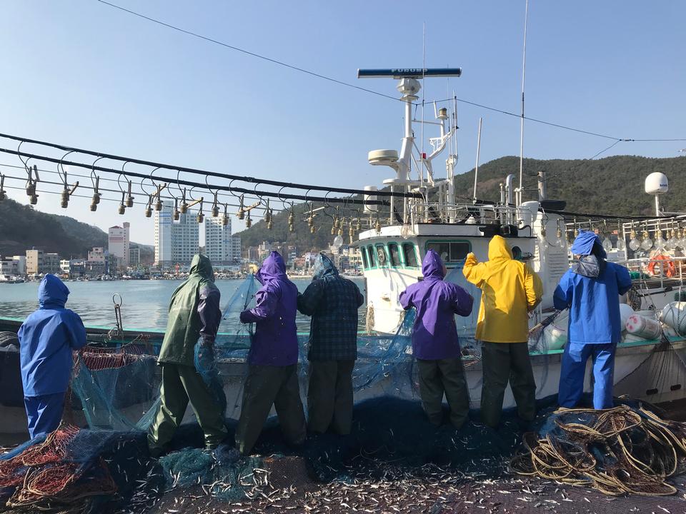 Free download high resolution image - free image free photo free stock image public domain picture  Fresh Catch of anchovies fish with Fishing Net