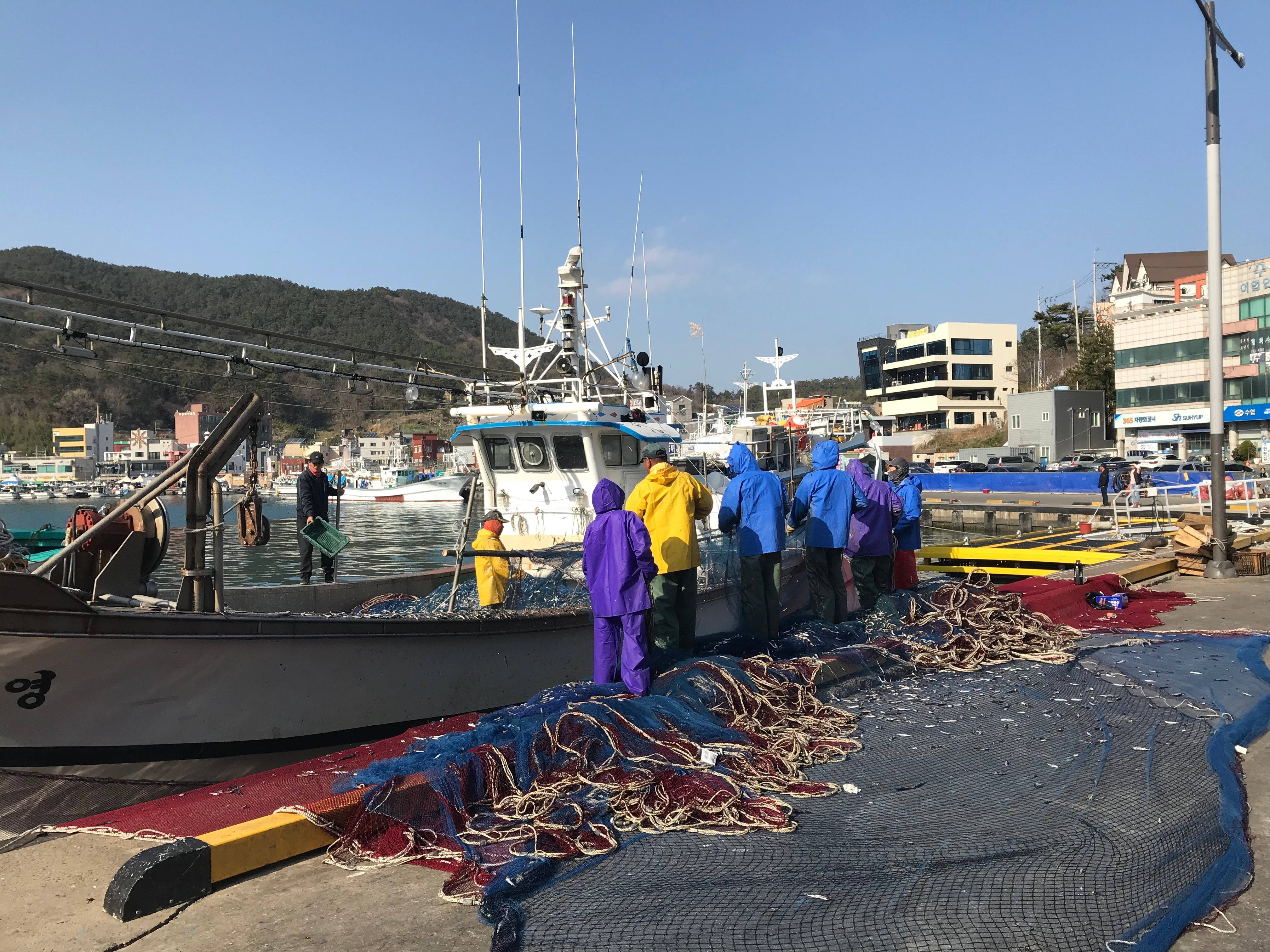 Free download high resolution image - free image free photo free stock image public domain picture -Fresh Catch of anchovies fish with Fishing Net