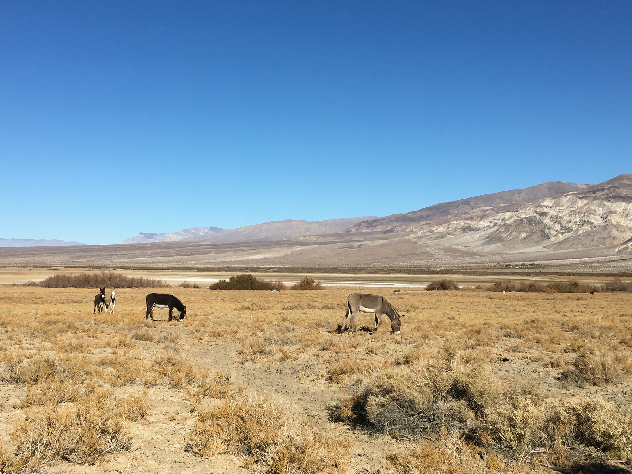 Free download high resolution image - free image free photo free stock image public domain picture -Horses in Panamint Valley burros