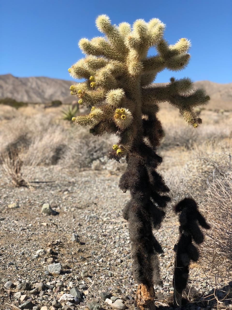 Free download high resolution image - free image free photo free stock image public domain picture  Cactus in the Palm Springs-South Coast Field