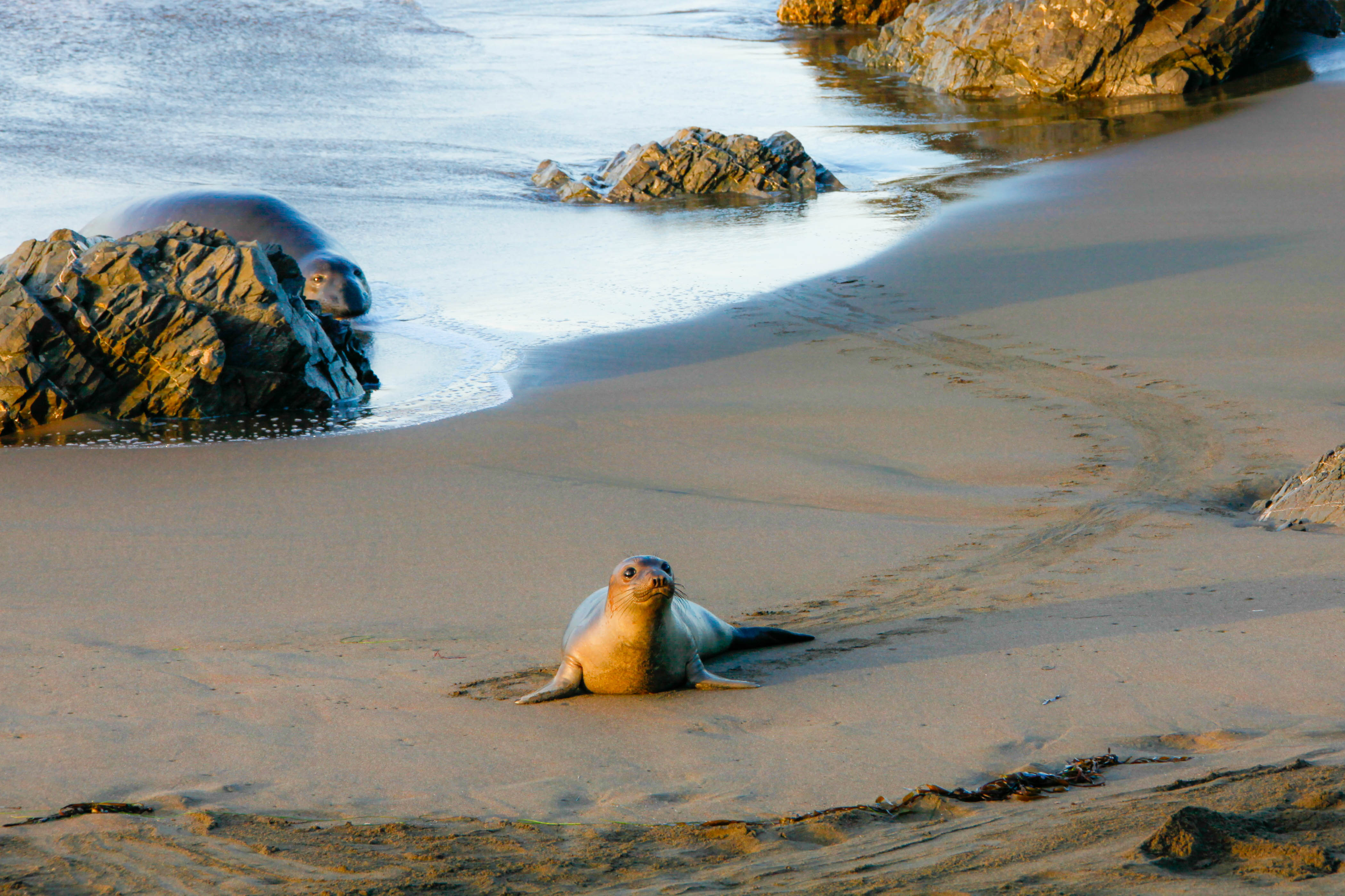 Free download high resolution image - free image free photo free stock image public domain picture -Elephant Seal at the Piedras Blancas Light Station