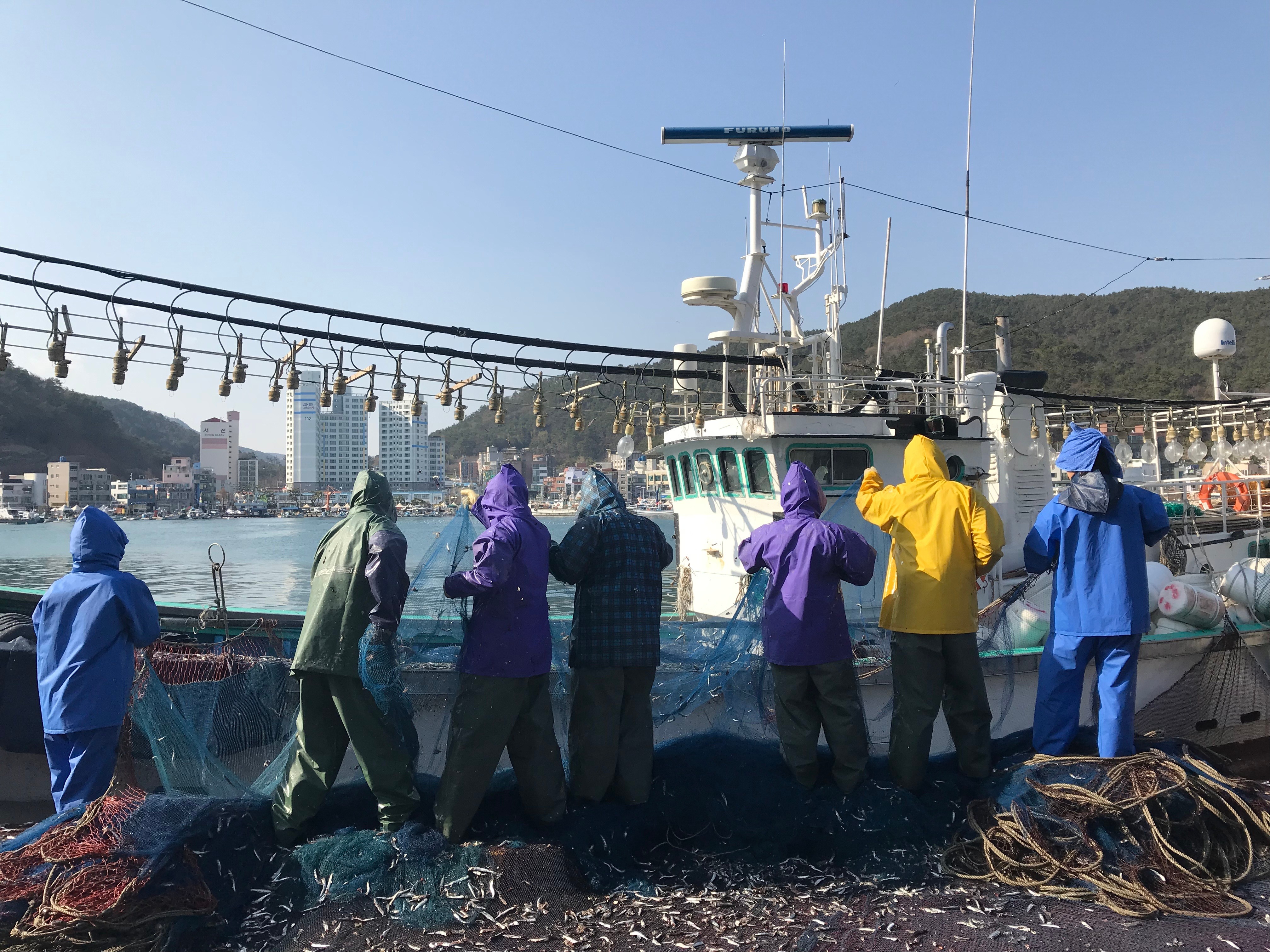 Free download high resolution image - free image free photo free stock image public domain picture -Fresh Catch of anchovies fish with Fishing Net