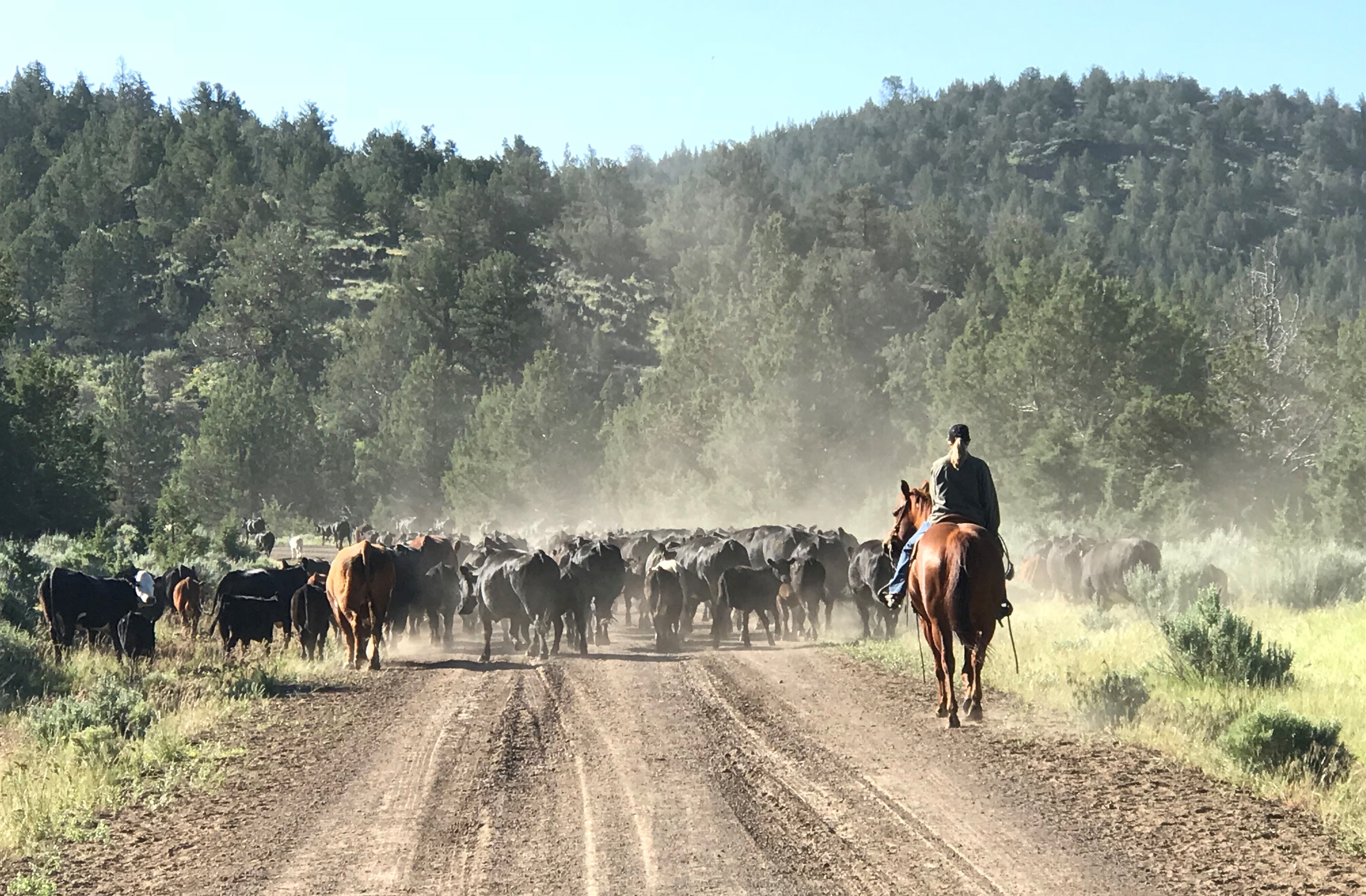 Free download high resolution image - free image free photo free stock image public domain picture -Turnout day on North Ash Valley in the Applegate Field