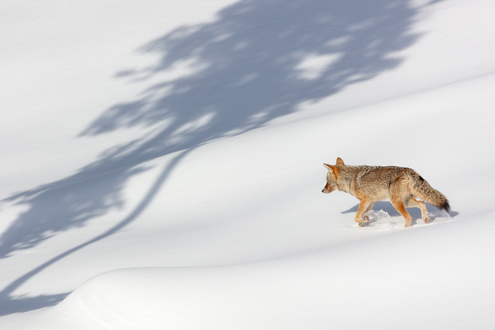 Free download high resolution image - free image free photo free stock image public domain picture -A coyote trots through the snow looking for food