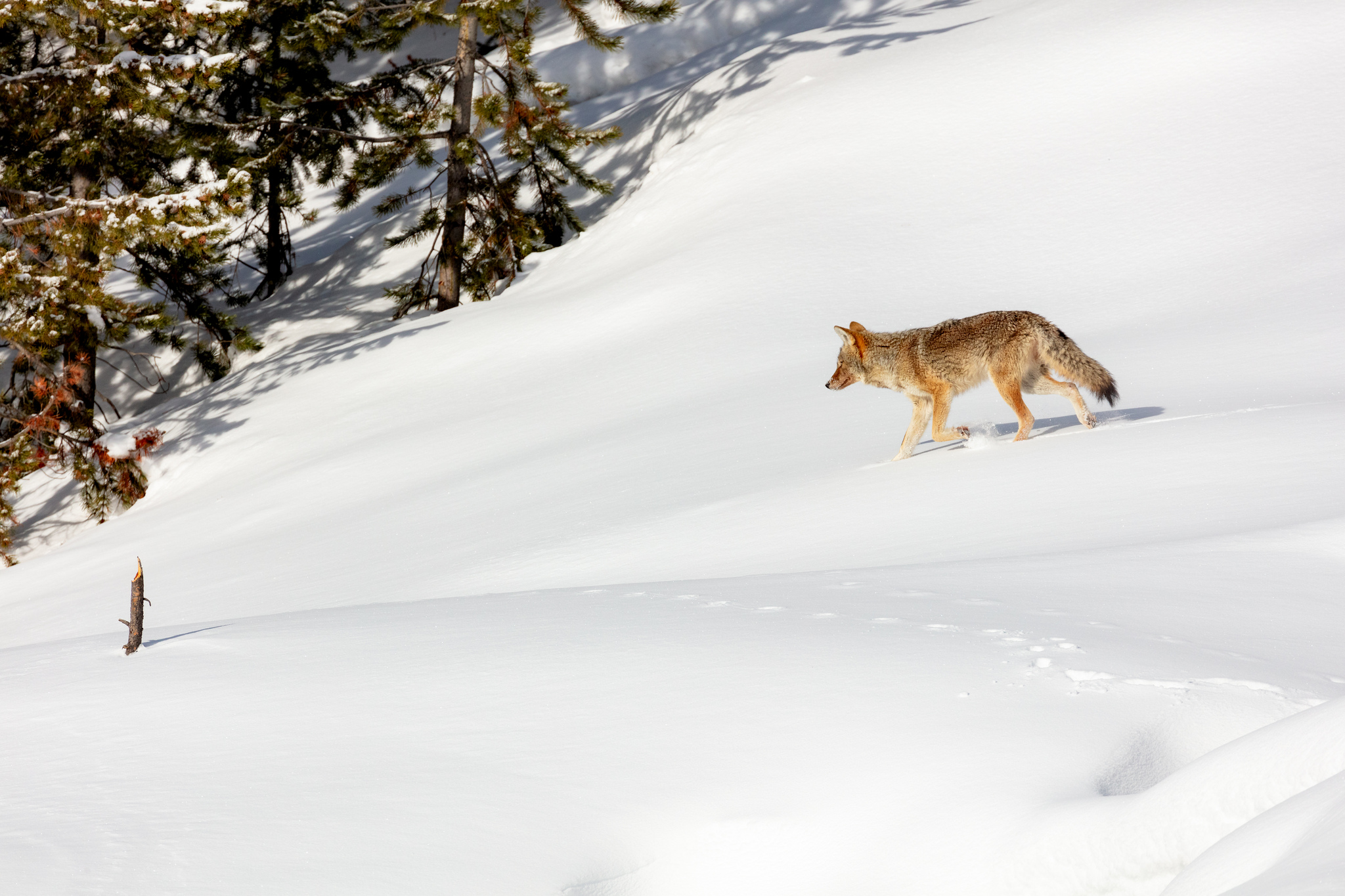 Free download high resolution image - free image free photo free stock image public domain picture -A coyote trots through the snow looking for food