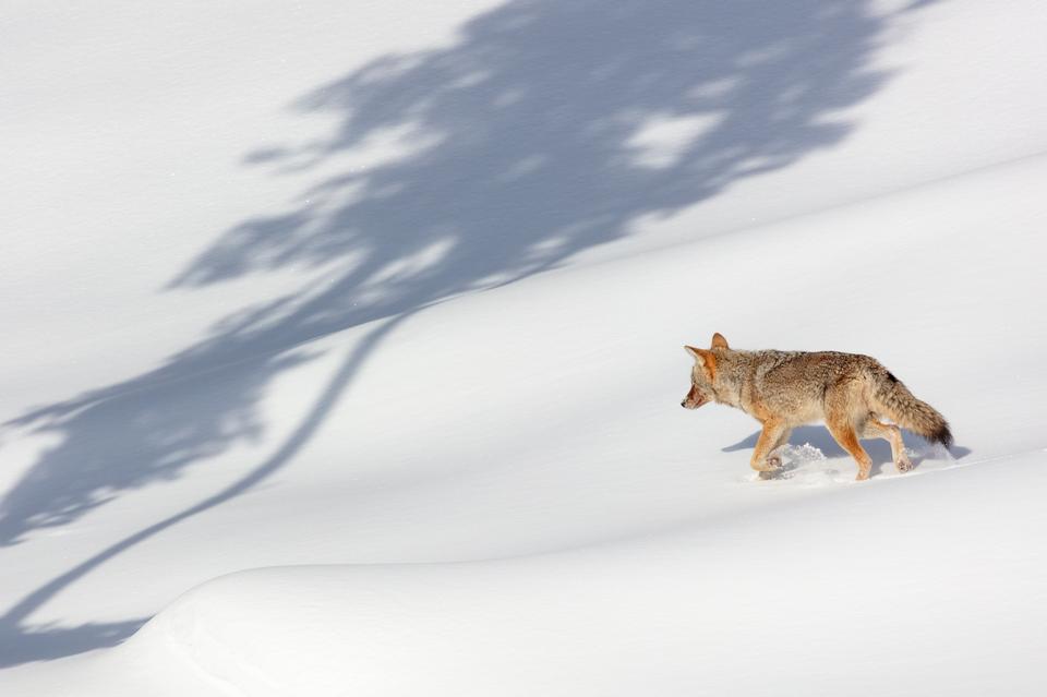 Free download high resolution image - free image free photo free stock image public domain picture  A coyote trots through the snow looking for food