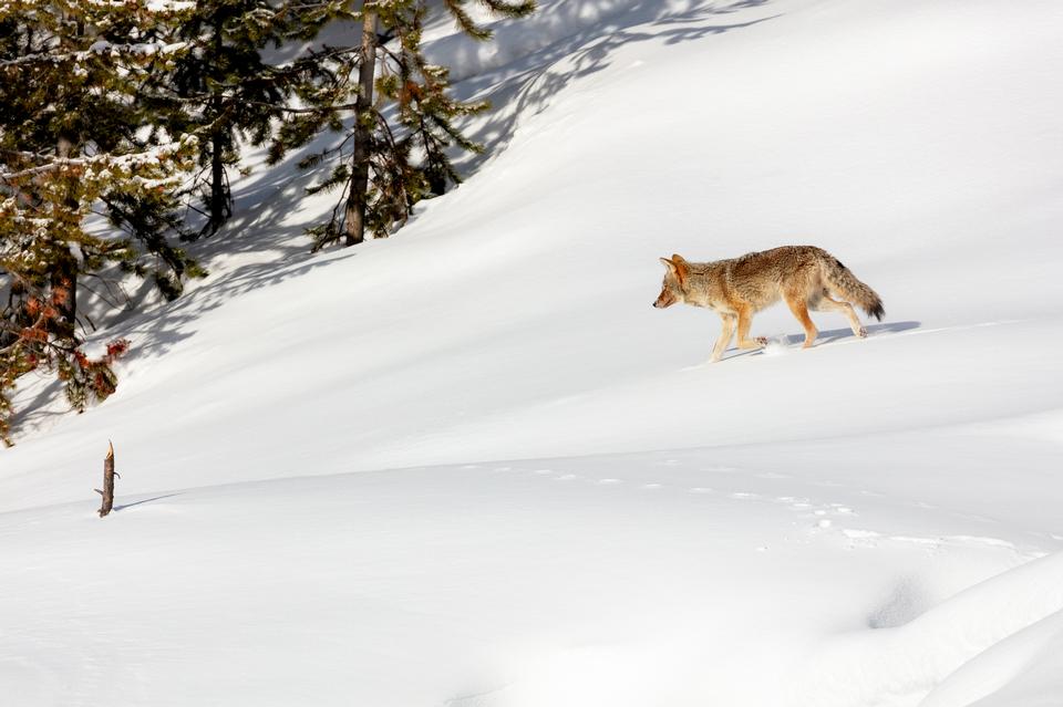 Free download high resolution image - free image free photo free stock image public domain picture  A coyote trots through the snow looking for food