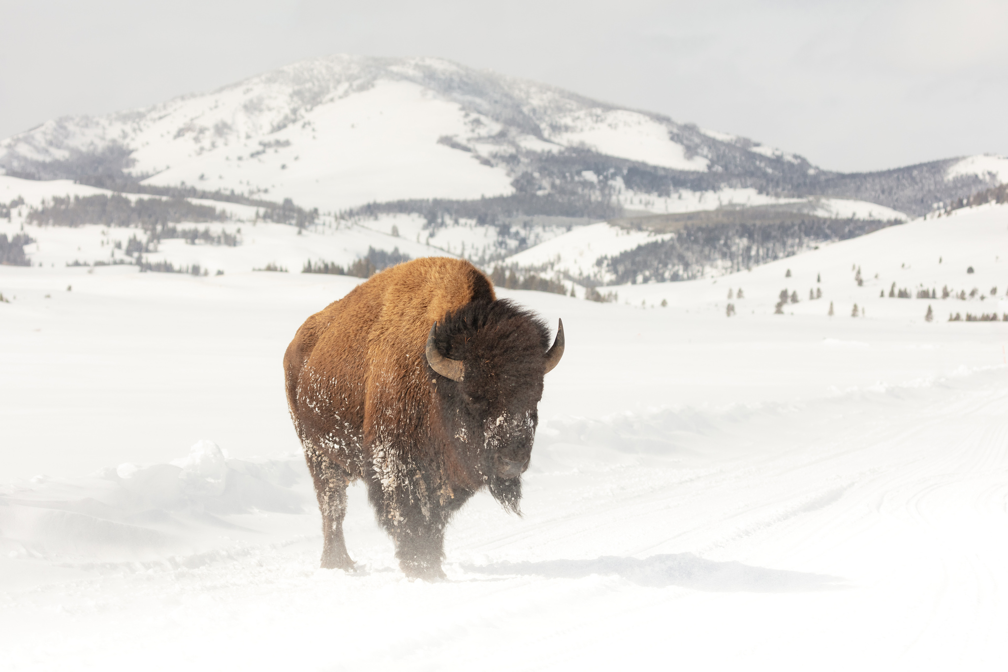 Free download high resolution image - free image free photo free stock image public domain picture -A bull bison standing in the road on a windy day