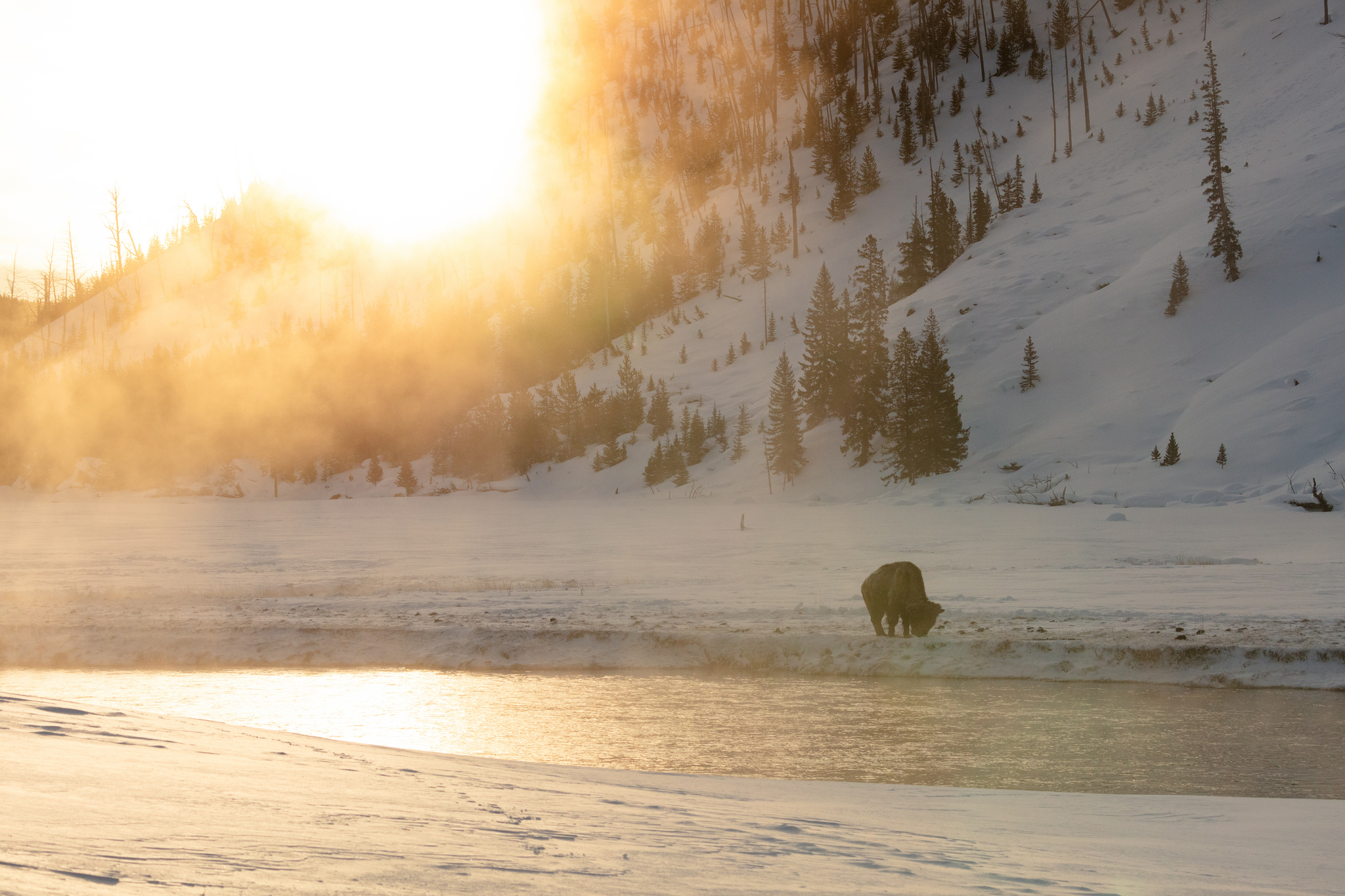 Free download high resolution image - free image free photo free stock image public domain picture -A bison grazes along the Madison RIver at sunrise