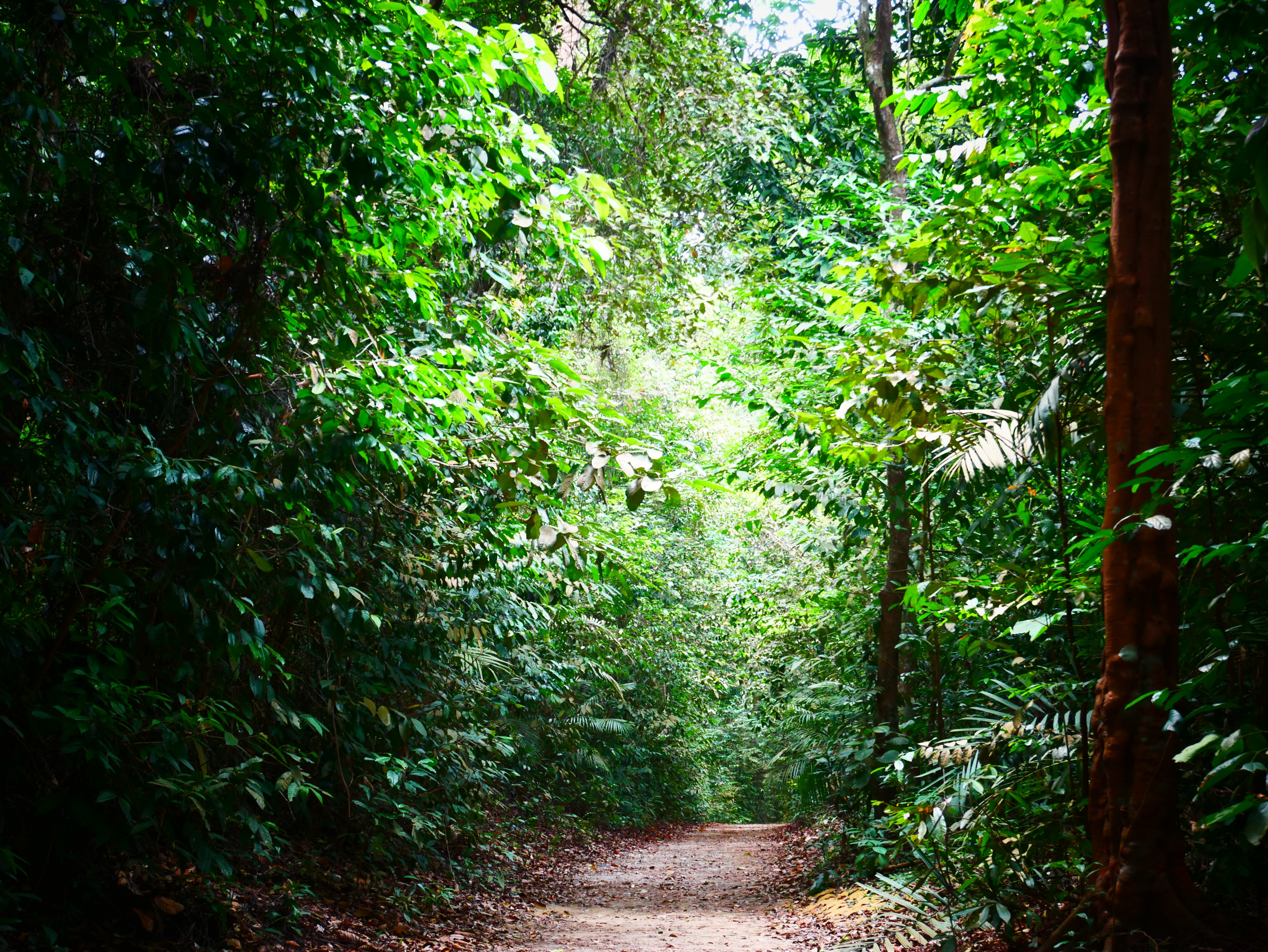 Free download high resolution image - free image free photo free stock image public domain picture -Walkway Lane Path With Green Trees in Forest