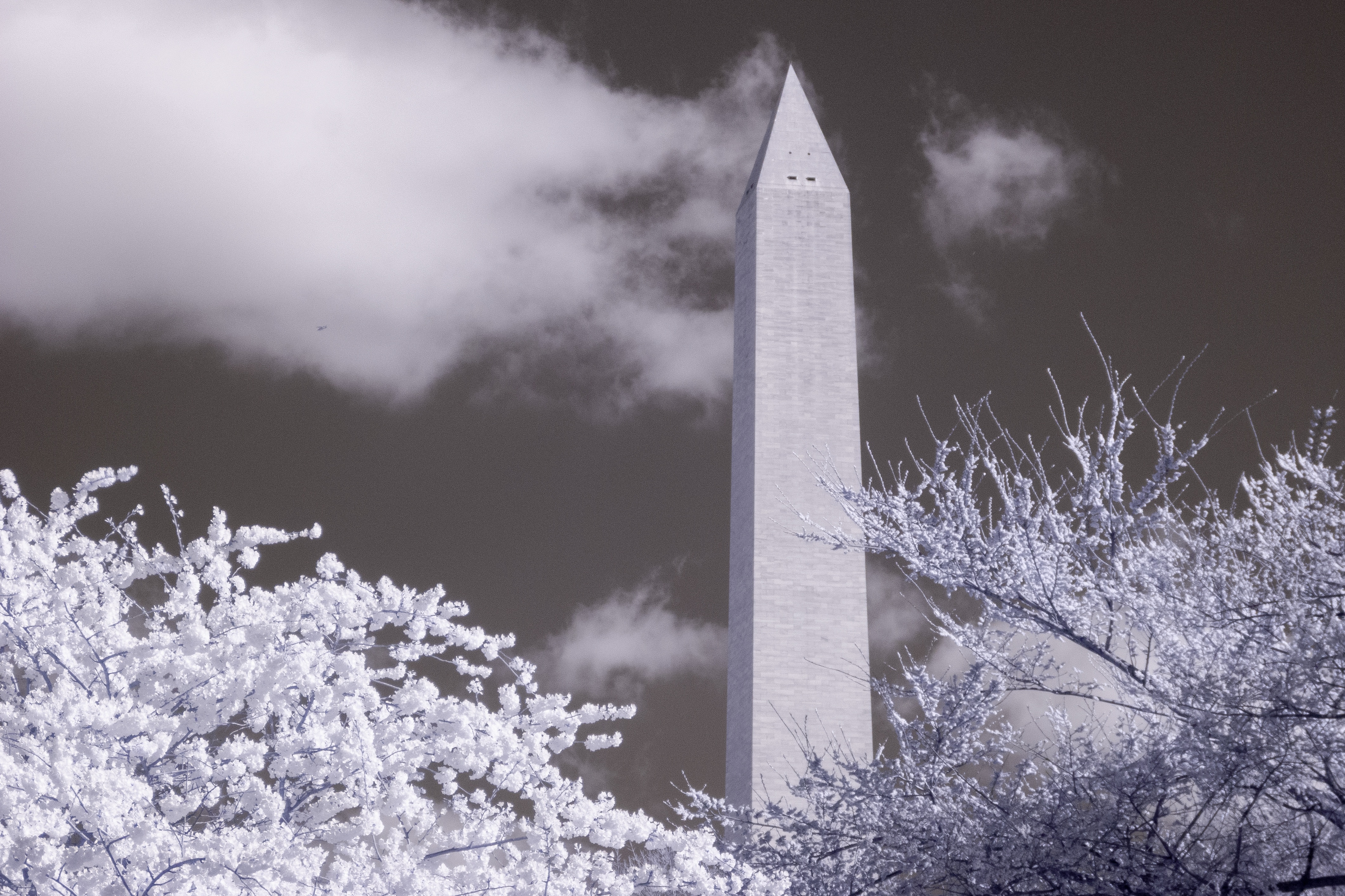 Free download high resolution image - free image free photo free stock image public domain picture -Cherry blossoms near the Tidal Basin