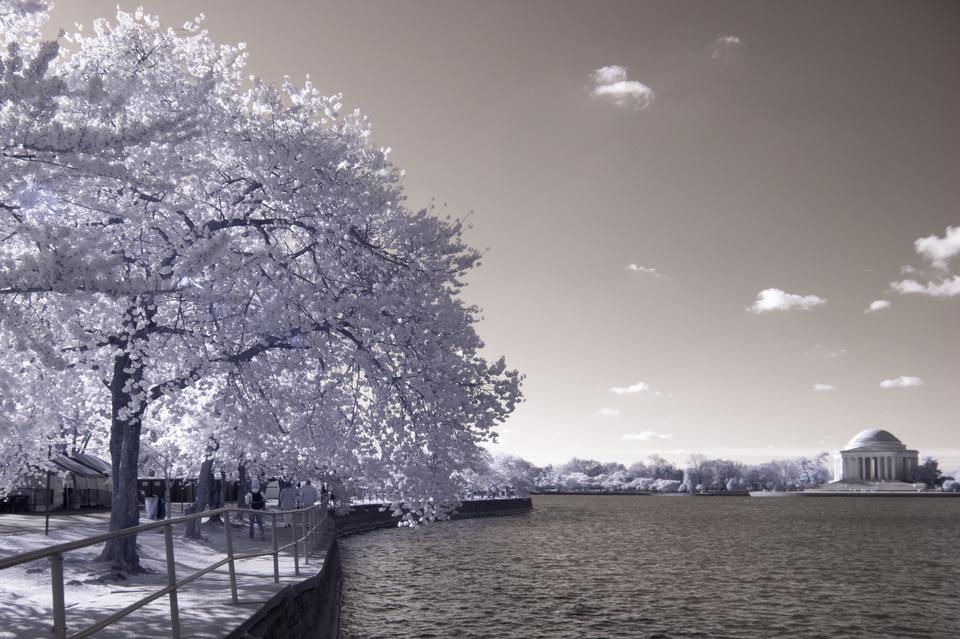 Free download high resolution image - free image free photo free stock image public domain picture  Cherry blossoms near the Tidal Basin