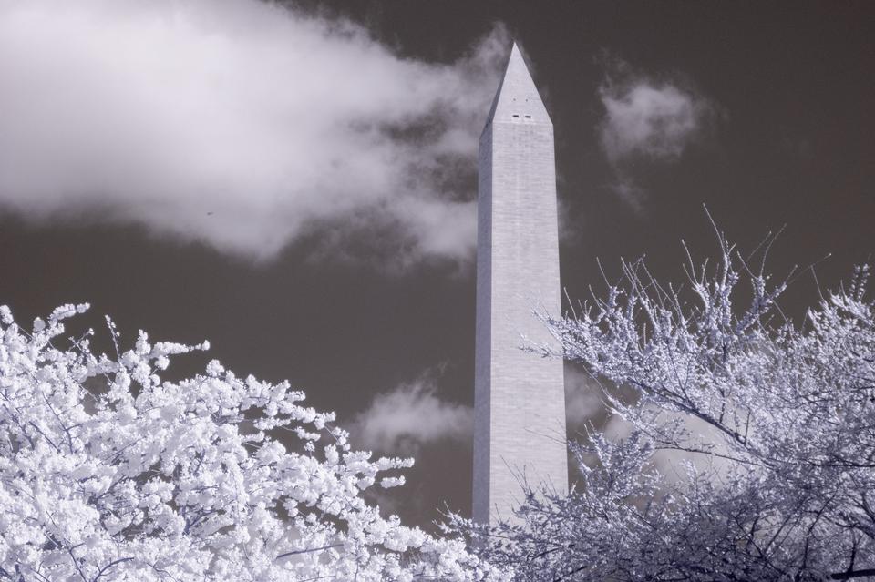 Free download high resolution image - free image free photo free stock image public domain picture  Cherry blossoms near the Tidal Basin