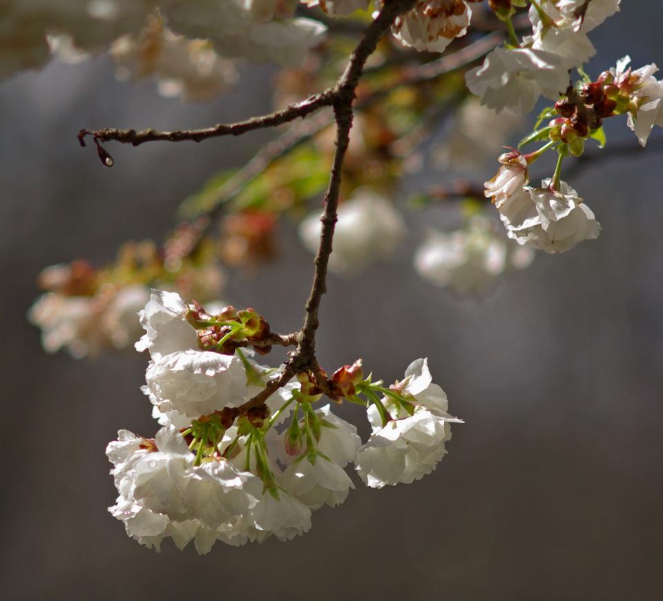 Free download high resolution image - free image free photo free stock image public domain picture  Spring Cherry blossoms