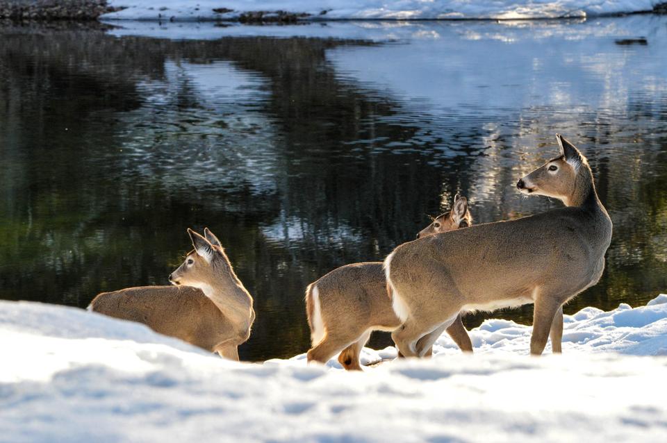 Free download high resolution image - free image free photo free stock image public domain picture  Whitetail Deer near McDonald Creek