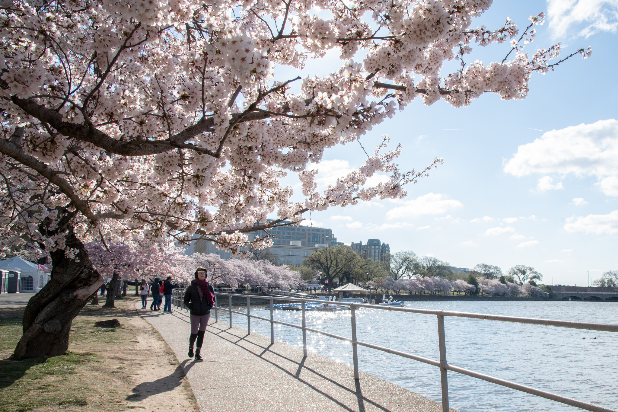 Free download high resolution image - free image free photo free stock image public domain picture -Cherry blossoms near the Tidal Basin