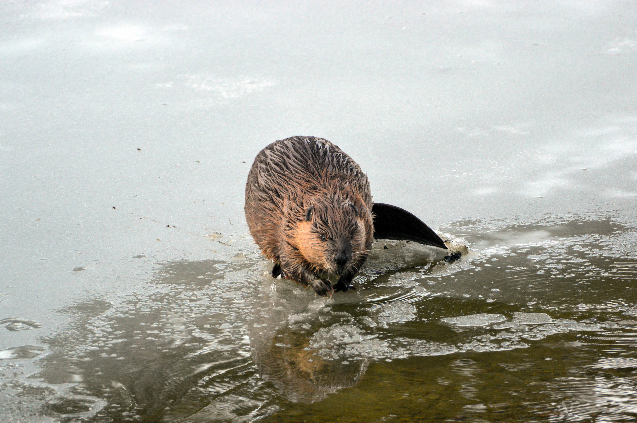 Free download high resolution image - free image free photo free stock image public domain picture -Beaver in McDonald Creek