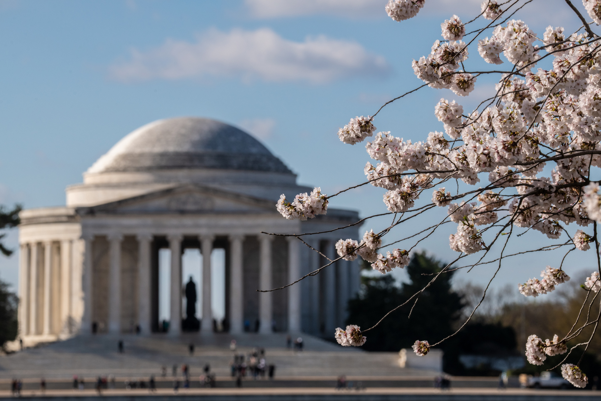 Free download high resolution image - free image free photo free stock image public domain picture -Cherry blossoms near the Tidal Basin