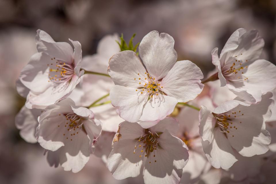 Free download high resolution image - free image free photo free stock image public domain picture  The cherry blossom trees in Washington D.C