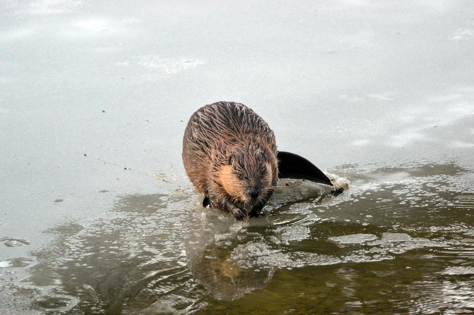 Free download high resolution image - free image free photo free stock image public domain picture  Beaver in McDonald Creek