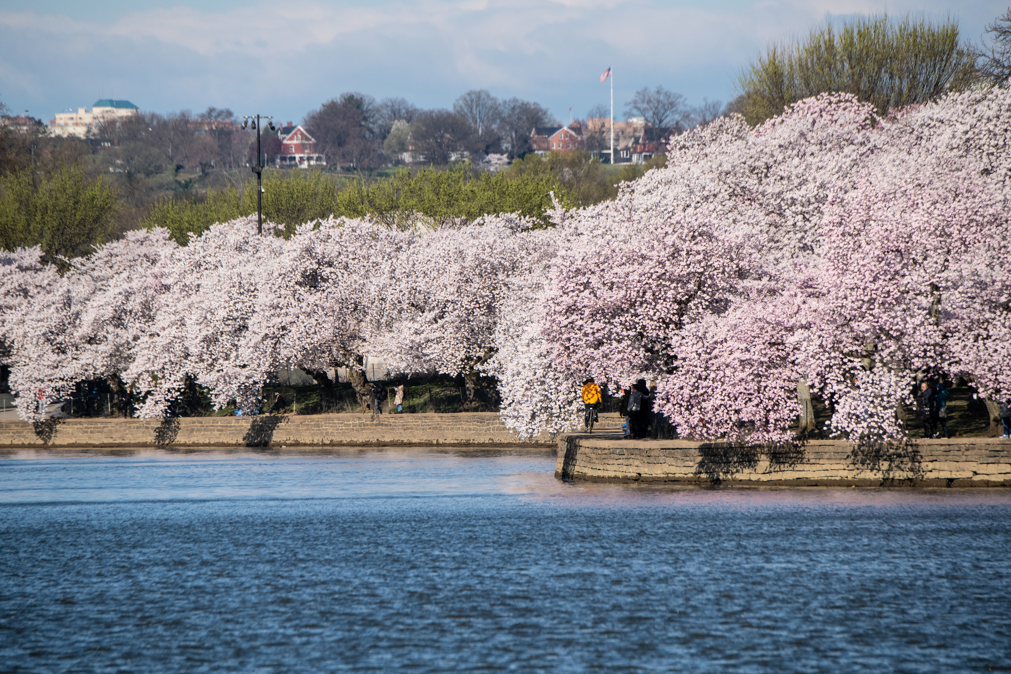 Free download high resolution image - free image free photo free stock image public domain picture -Cherry blossoms near the Tidal Basin