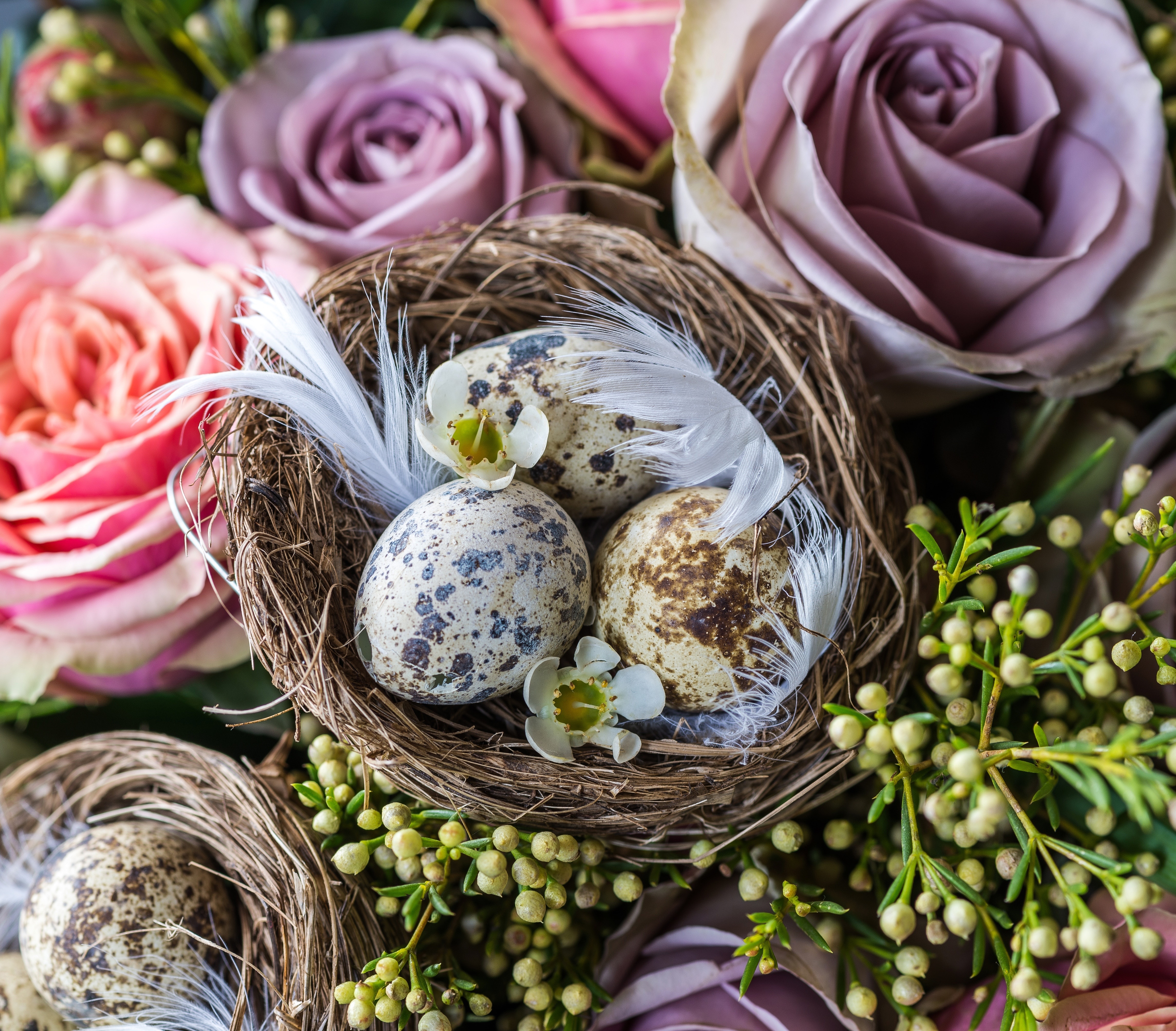 Free download high resolution image - free image free photo free stock image public domain picture -easter