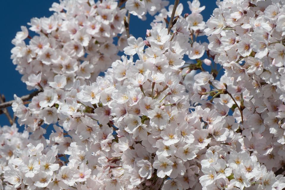 Free download high resolution image - free image free photo free stock image public domain picture  The cherry blossom trees in Washington D.C