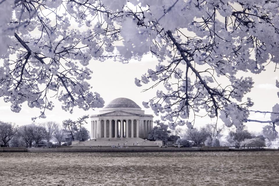 Free download high resolution image - free image free photo free stock image public domain picture  Cherry blossoms near the Tidal Basin