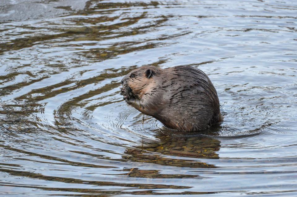 Free download high resolution image - free image free photo free stock image public domain picture  Beaver in McDonald Creek