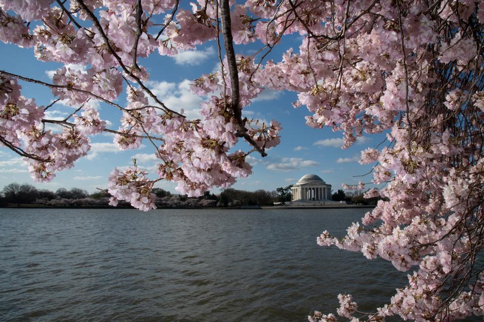 Free download high resolution image - free image free photo free stock image public domain picture  Cherry blossoms near the Tidal Basin