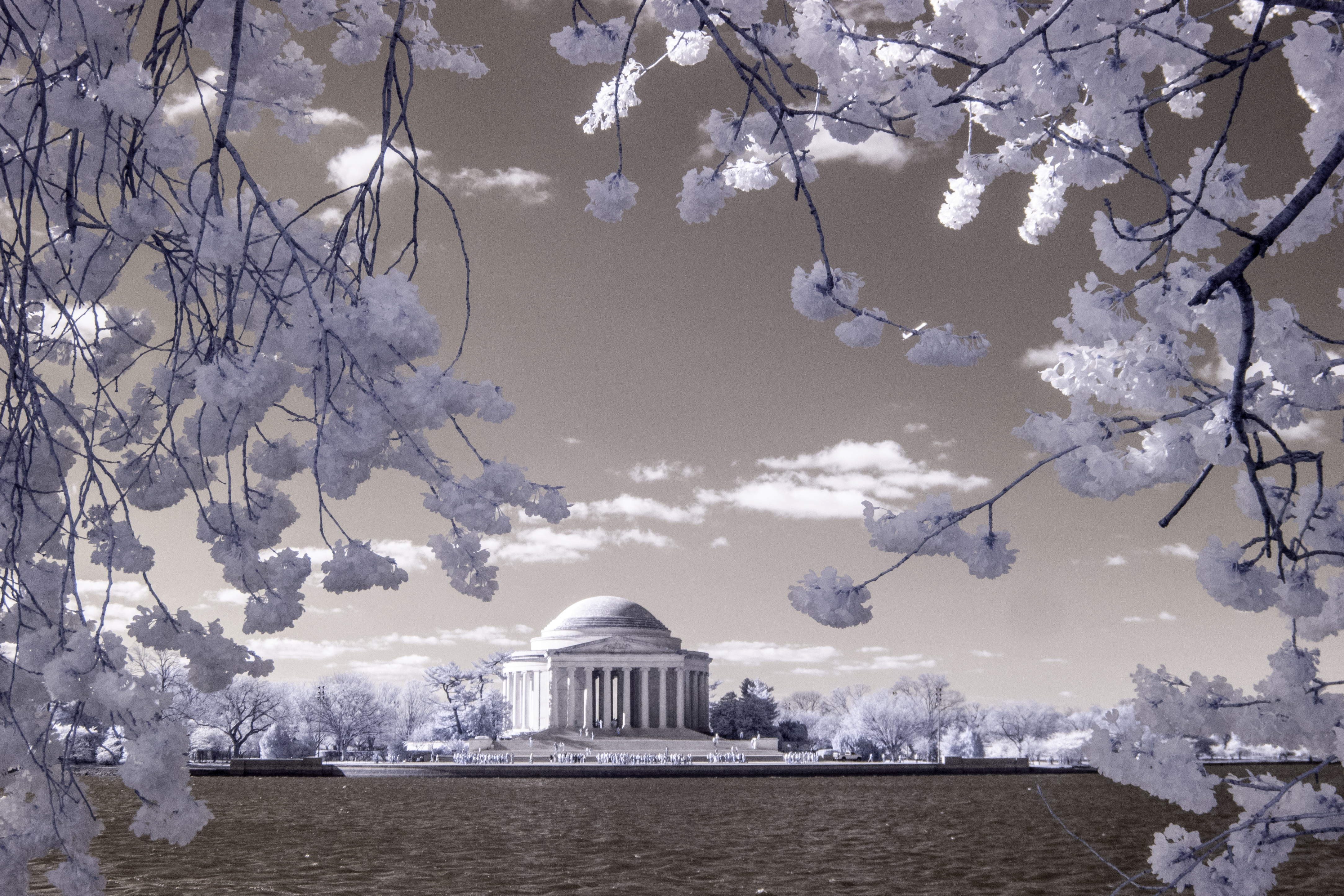 Free download high resolution image - free image free photo free stock image public domain picture -Cherry blossoms near the Tidal Basin