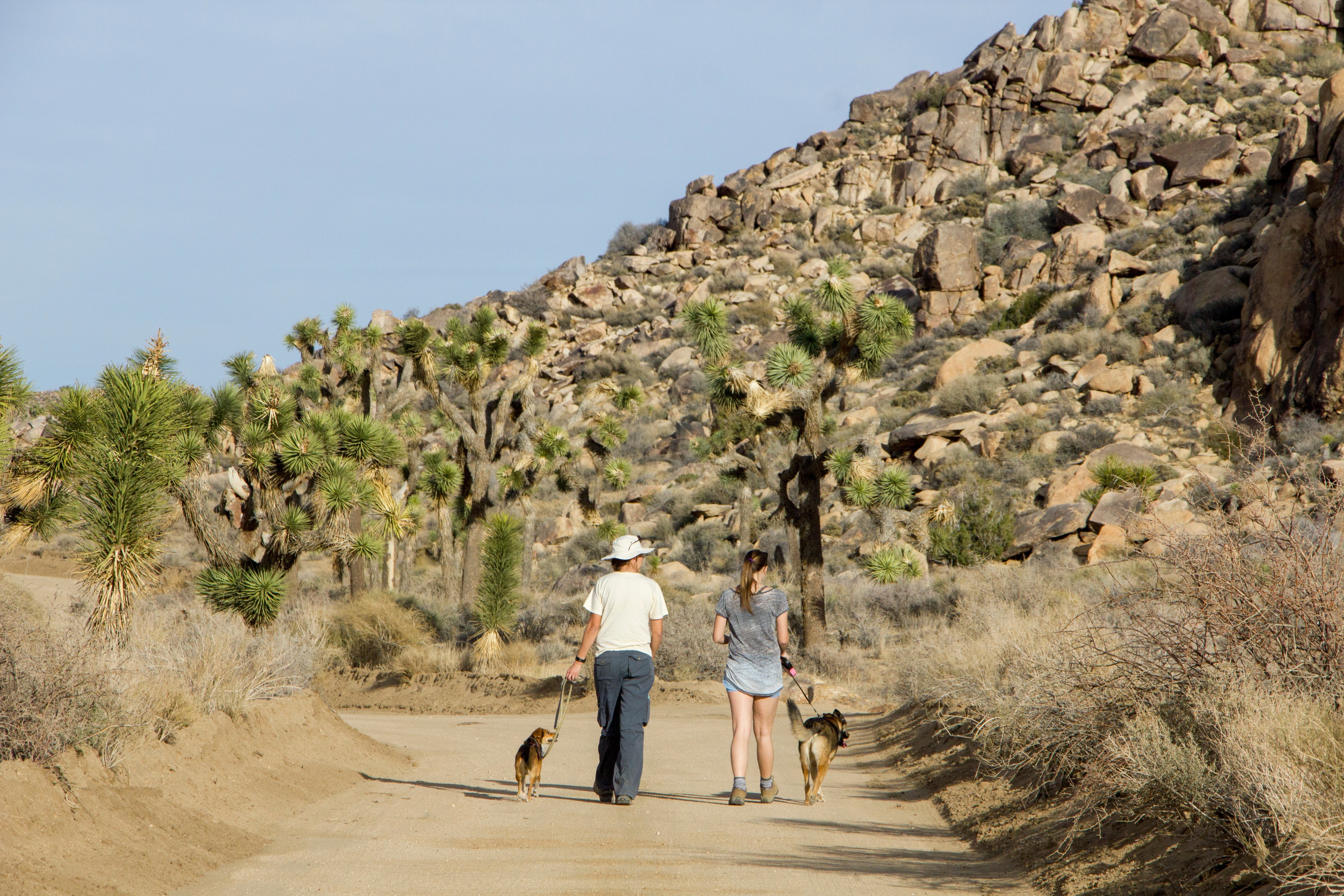 Free download high resolution image - free image free photo free stock image public domain picture -Responsible Pet Owners visiting Joshua Tree National Park