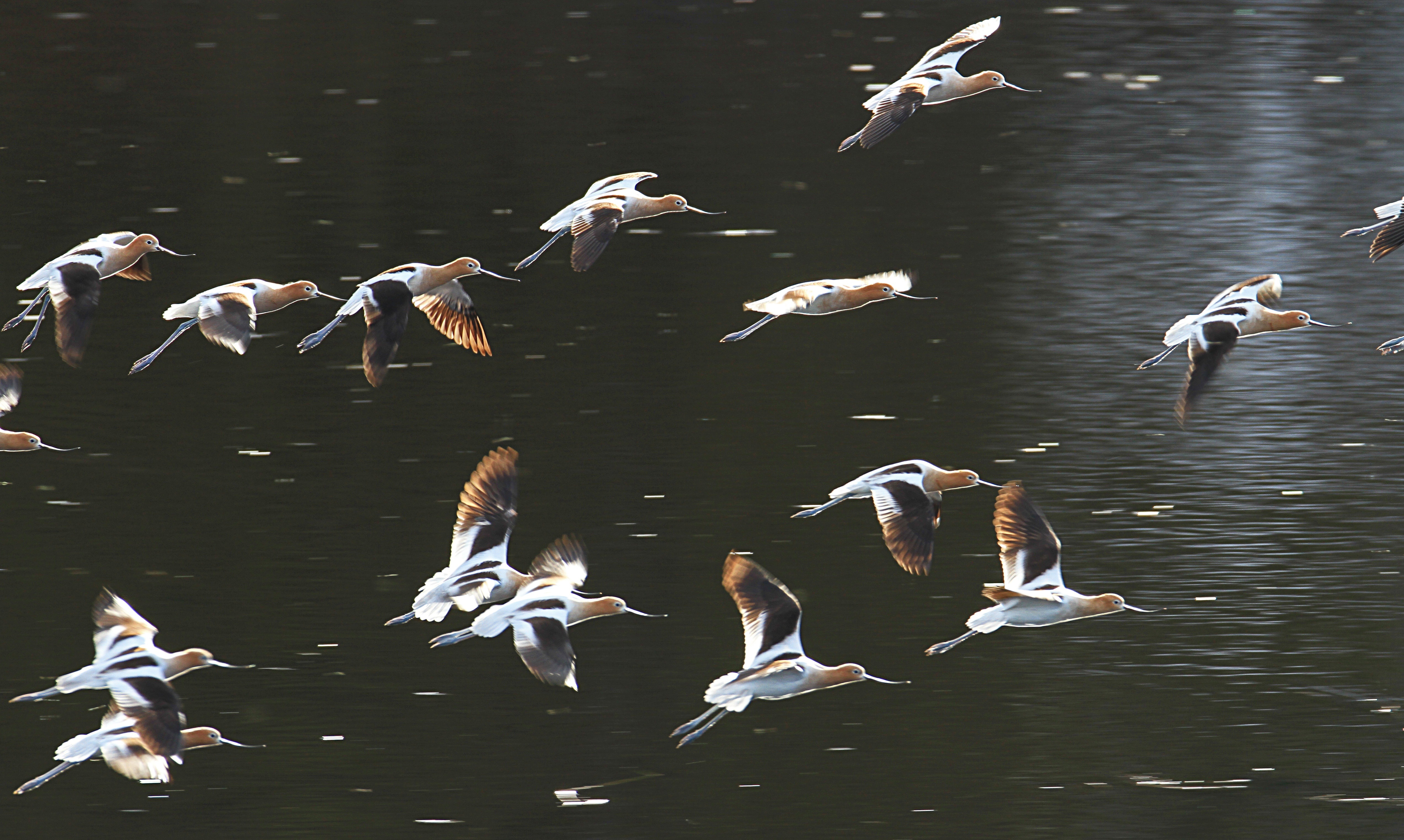 Free download high resolution image - free image free photo free stock image public domain picture -American avocets landing on Floating Island Lake