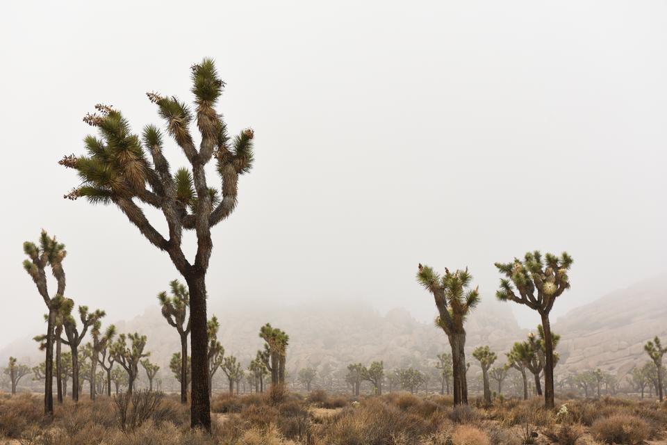 Free download high resolution image - free image free photo free stock image public domain picture  Foggy Day in Joshua Tree National Park